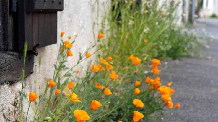 [Habitants] Distribution gratuite de graines de fleurs Chemillé en Anjou (49)
