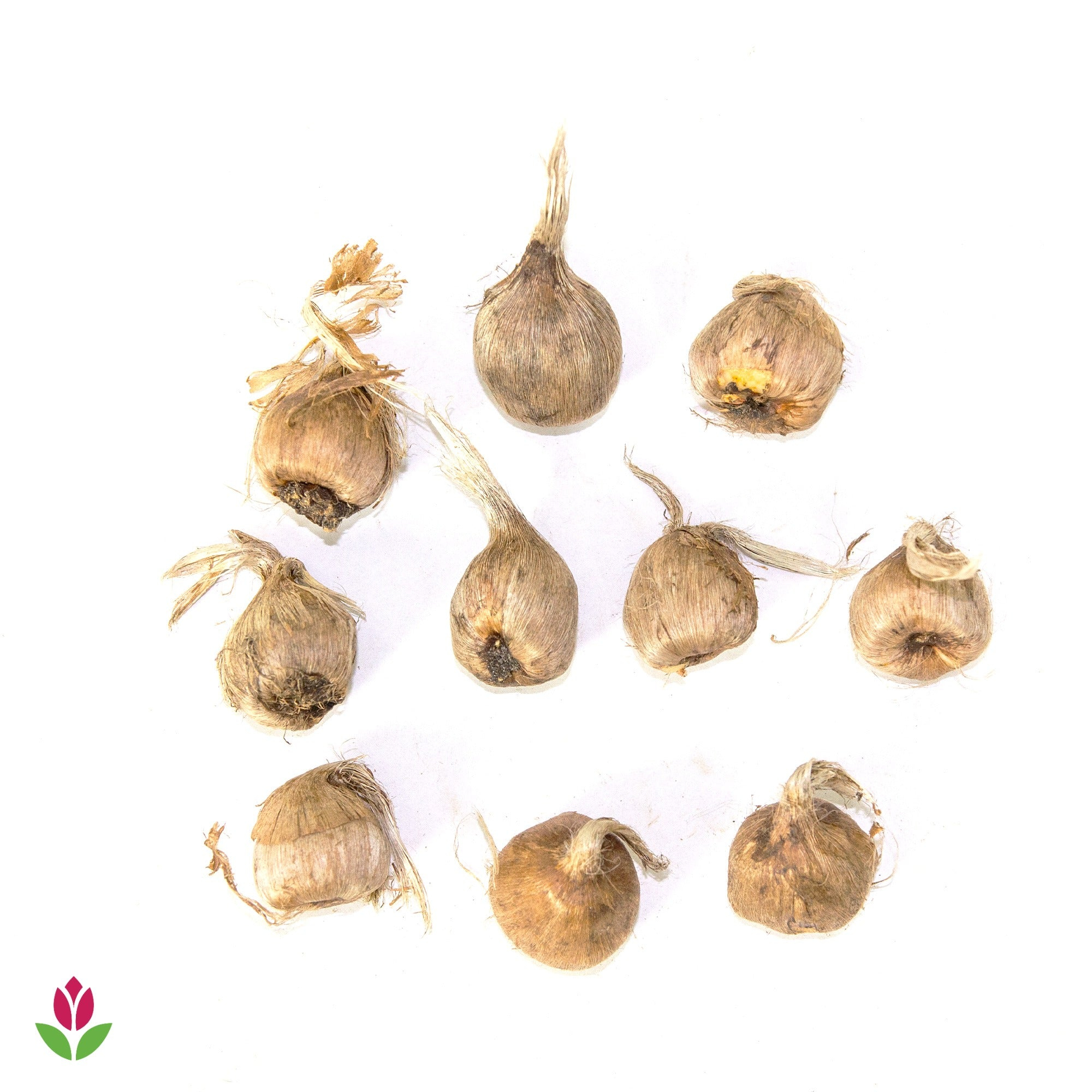Lot de 10 bulbes de Crocus Safran