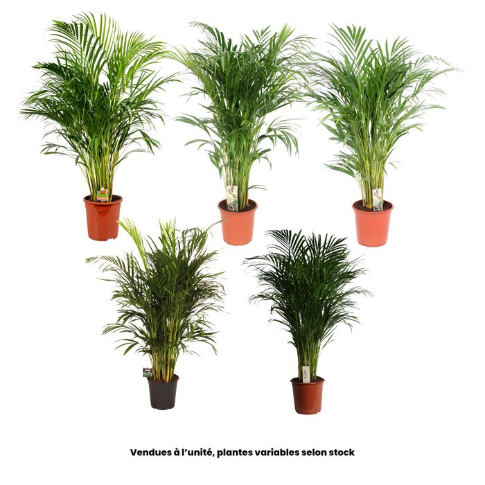 Plante Aréca - 120/130cm