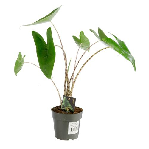 Alocasia zebrina - Ø 14 x H 50cm